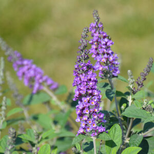 Lo & Behold&reg; Blue Chip Jr. Butterfly Bush flowers