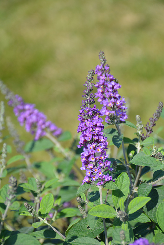 Lo & Behold® Blue Chip Jr. Butterfly Bush flowers