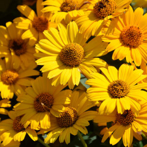 Tuscan Sun False Sunflower flowers