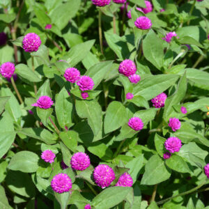 Lil' Forest&trade; Plum Bachelor Button in bloom