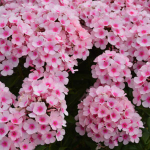 Bright Eyes Garden Phlox flowers