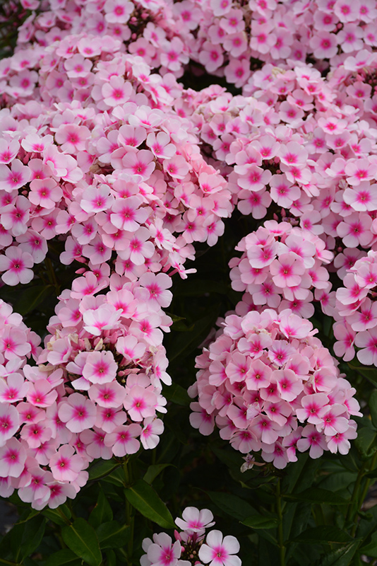 Bright Eyes Garden Phlox flowers