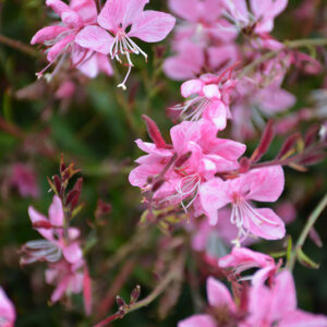 Gaudi&trade; Rose Gaura flowers