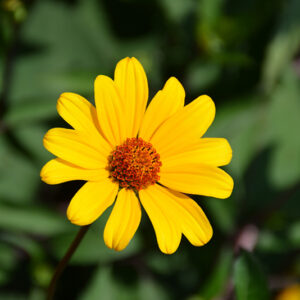 Summer Nights False Sunflower flowers