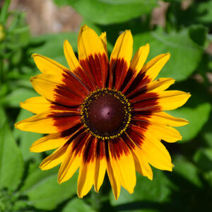 Denver Daisy Coneflower flowers