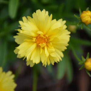 Leading Lady Charlize Tickseed flowers