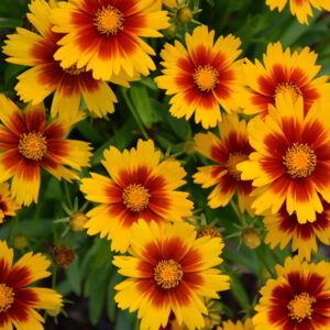 UpTick&trade; Gold and Bronze Tickseed flowers