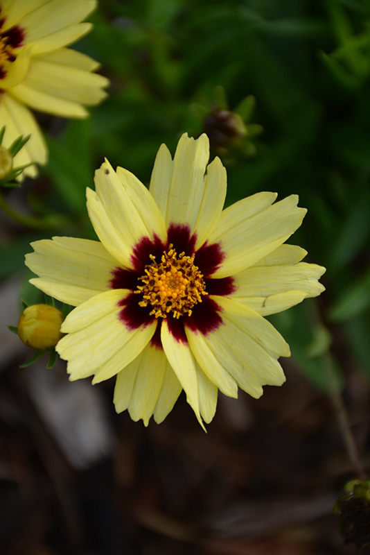 UpTick™ Cream and Red Tickseed flowers