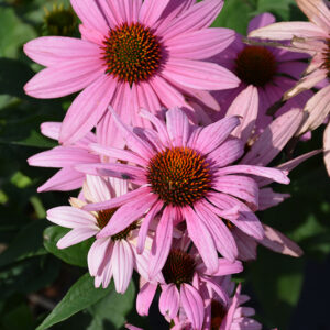 Prairie Splendor Coneflower flowers