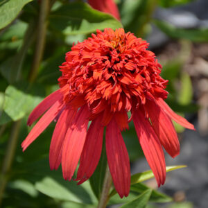 Cone-fections™ Hot Papaya Coneflower flowers