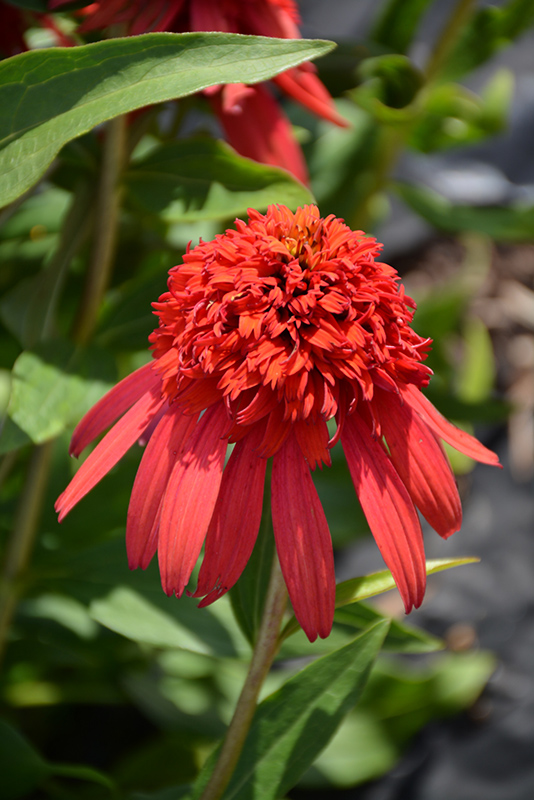 Cone-fections™ Hot Papaya Coneflower flowers