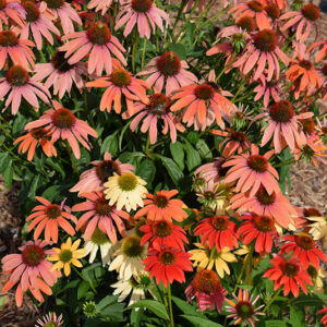 Cheyenne Spirit Coneflower in bloom