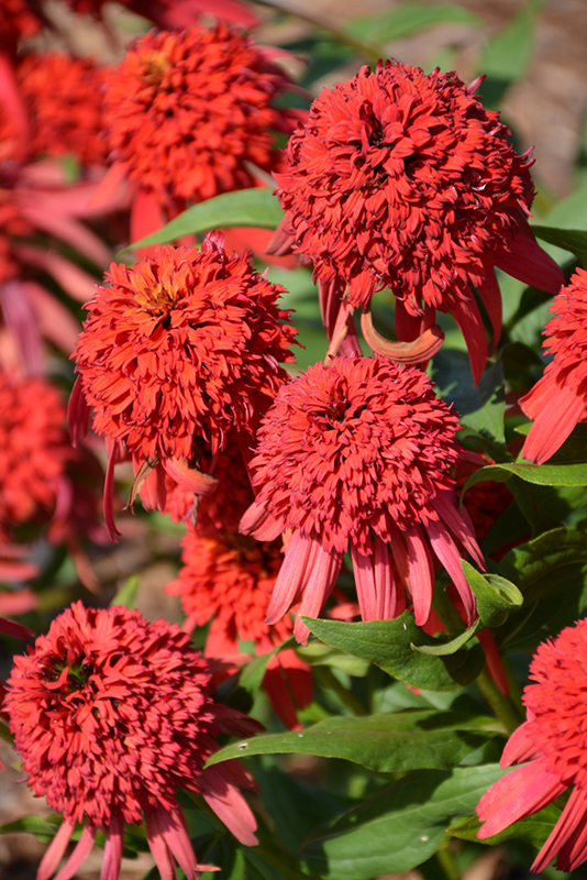 Cone-fections™ Hot Papaya Coneflower flowers