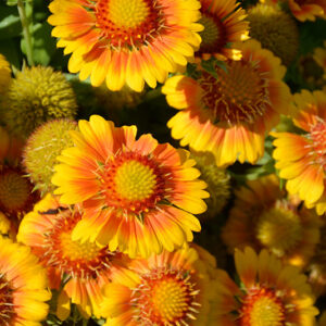 Arizona Apricot Blanket Flower flowers