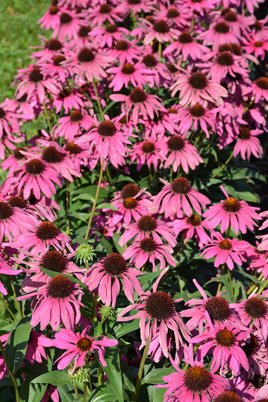 Butterfly Purple Emperor Coneflower flowers