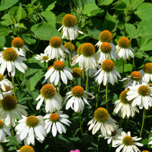 PowWow White Coneflower flowers