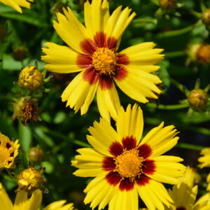 Sunkiss Tickseed flowers
