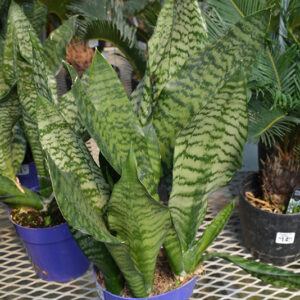 Futura Robusta Snake Plant