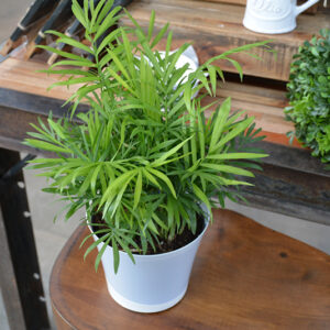 Neanthe Bella Palm
