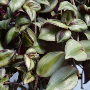 Wandering Jew foliage