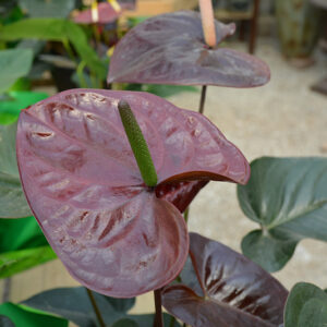 Black Queen Anthurium flowers