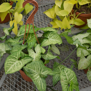 White Butterfly Arrowhead Plant