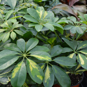 Capella Variegated Schefflera foliage