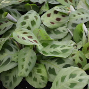 Prayer Plant foliage