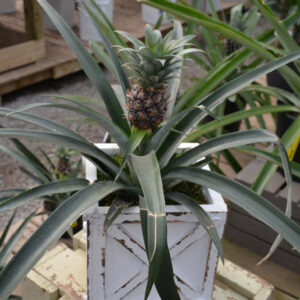 Pineapple