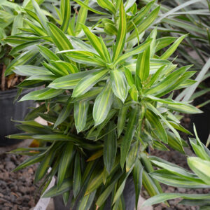 Song of Jamaica Plant