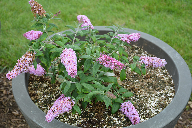Pugster Pink® Butterfly Bush in bloom