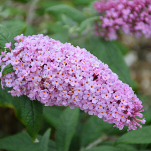 Pugster Pink&reg; Butterfly Bush flowers