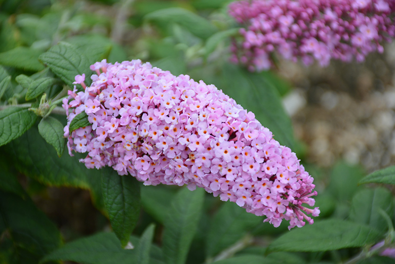Pugster Pink® Butterfly Bush flowers