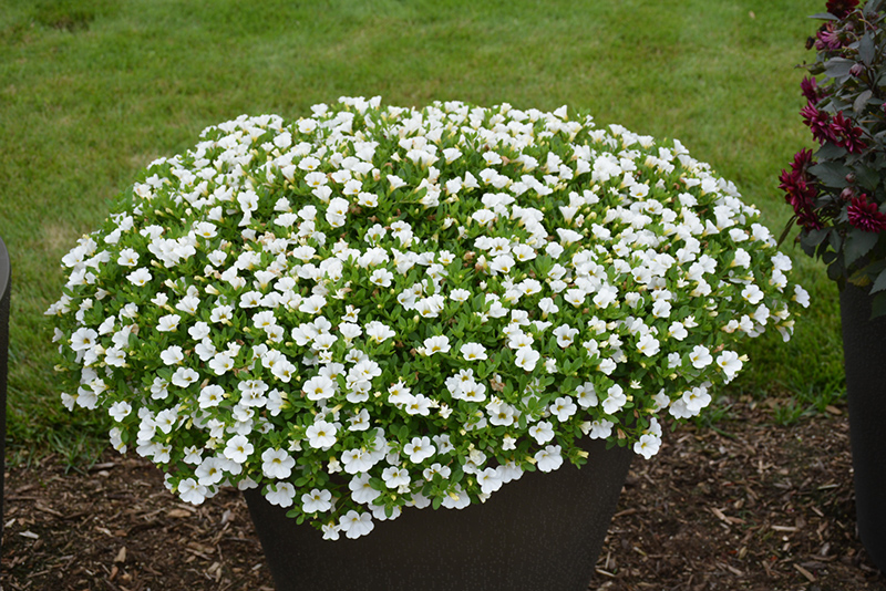 Superbells® White Calibrachoa in bloom