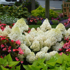 Little Lime&reg; Hydrangea flowers