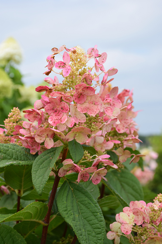 Quick Fire® Hydrangea (tree form) flowers