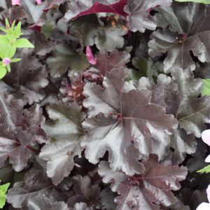 Black Pearl Coral Bells foliage