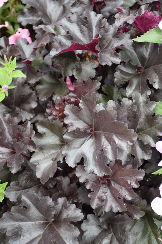 Black Pearl Coral Bells foliage