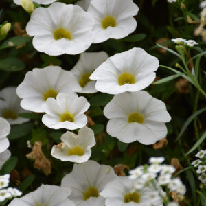 Superbells&reg; White Calibrachoa flowers