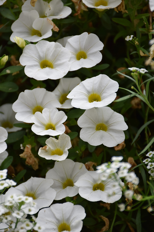 Superbells® White Calibrachoa flowers
