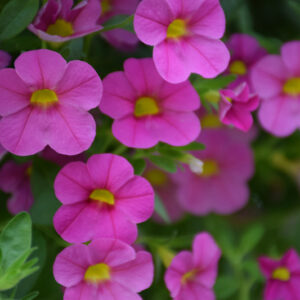 Superbells&reg; Pink Calibrachoa flowers