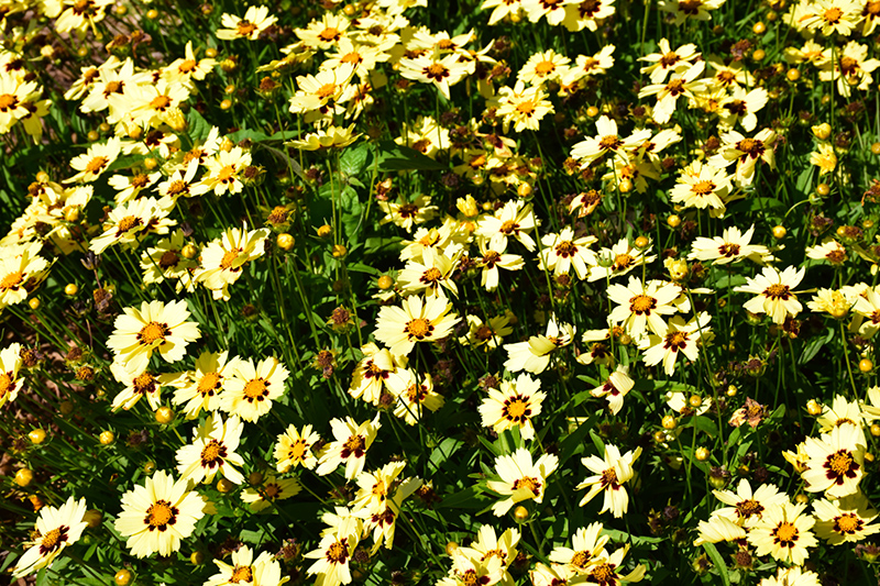 UpTick™ Cream and Red Tickseed in bloom