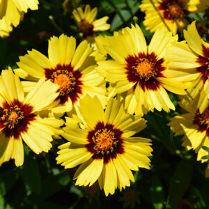 UpTick&trade; Yellow and Red Tickseed flowers