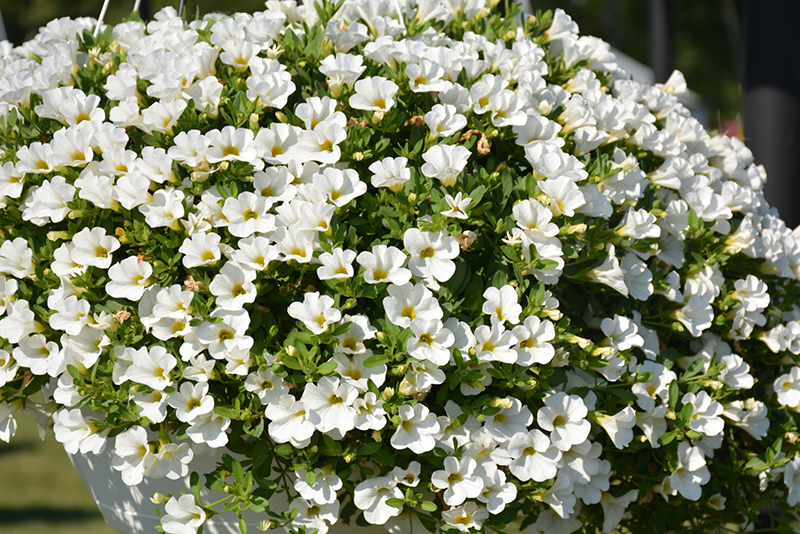 Superbells® White Calibrachoa flowers