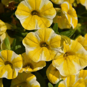 Superbells&reg; Lemon Slice&reg; Calibrachoa flowers