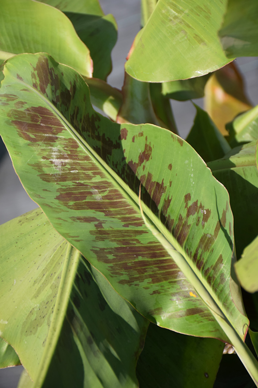 Japanese Banana foliage