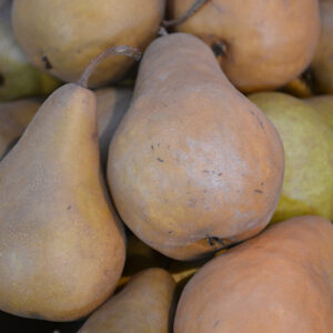 Bosc Pear fruit