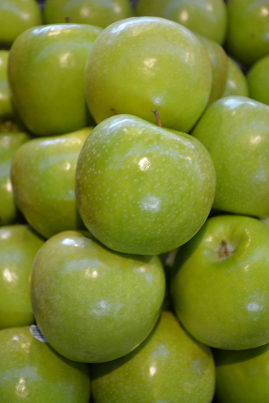 Granny Smith Apple fruit