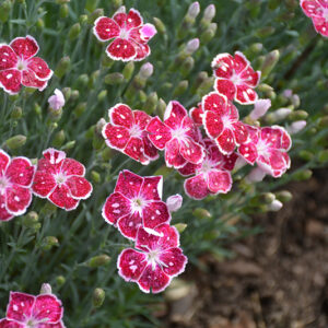 Fire And Ice Pinks flowers