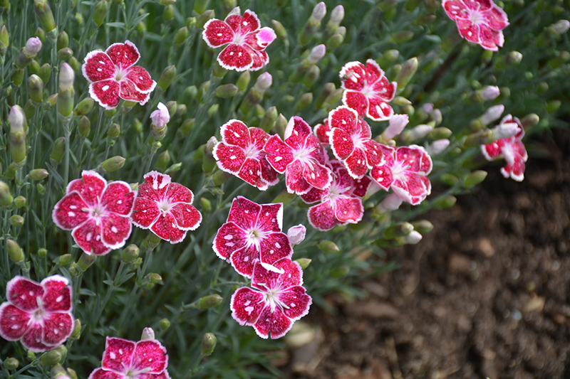 Fire And Ice Pinks flowers